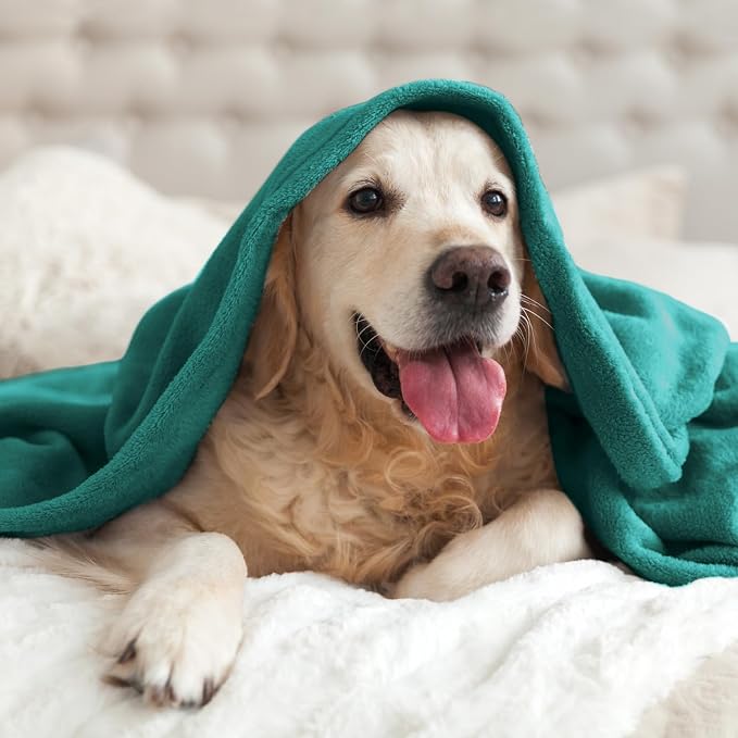 BEDELITE Fleece Blanket Soft Plush Twin Size Blanket Emerald Green 60"x80" | Ultra Soft Fleece, Plush Microfiber, Lightweight Warmth, All Season Comfort, Fade Resistant, Machine Washable, Couch Sofa Bed